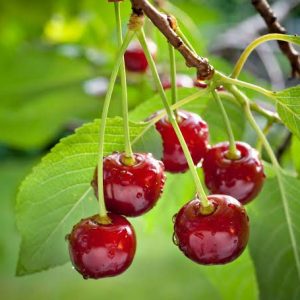 Cherry Irani