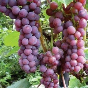 Grapes Red Globe