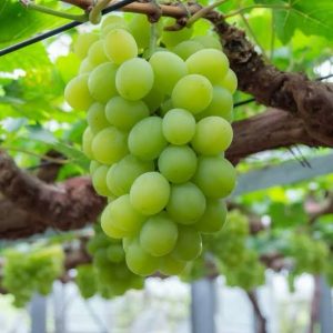 Grapes White Egypt