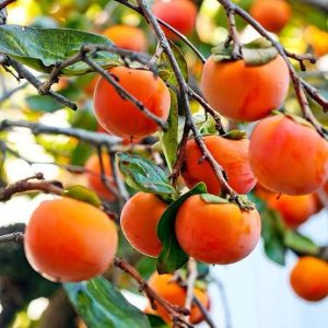 Persimmon