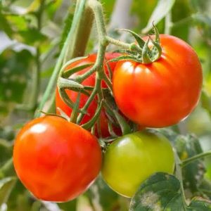 Tomato
